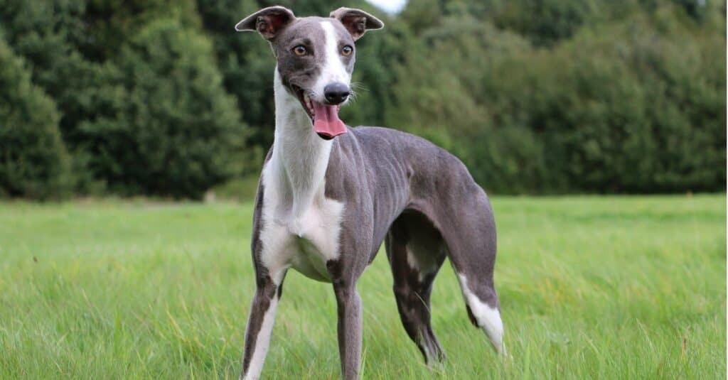 are great danes and greyhounds related