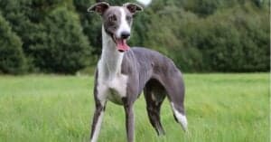 10 Incredible Greyhound Facts Picture
