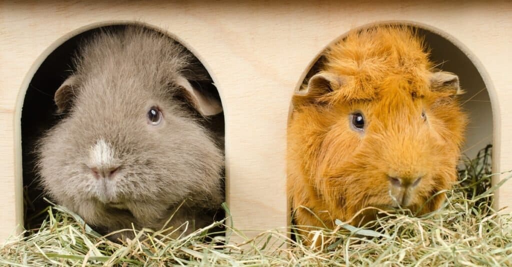 Places to adopt Guinea Pigs