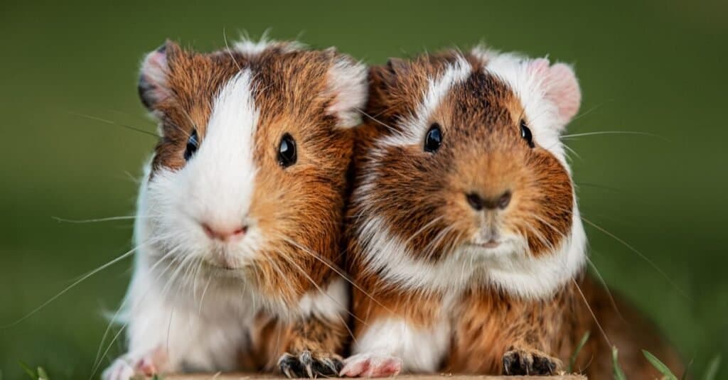 Guinea Pig Names