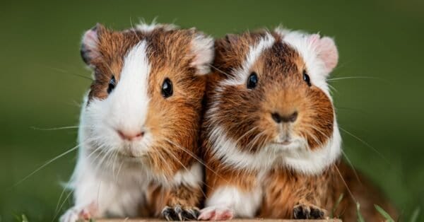 Guinea Pigs Quiz- Learn the Facts! - A-Z Animals