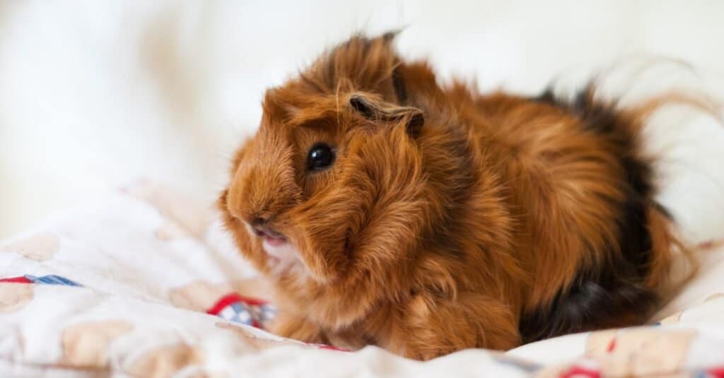 Fluffy guinea pig