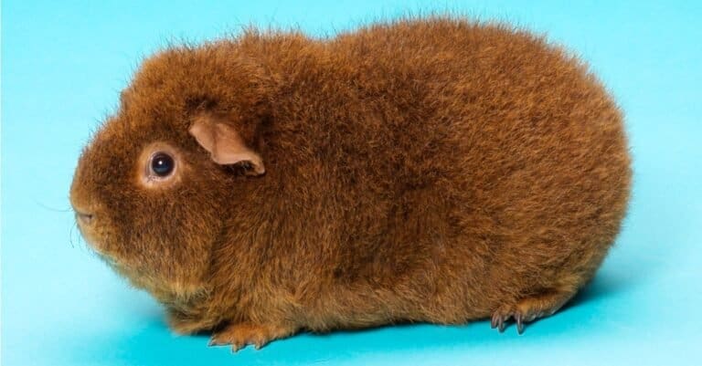 Largest Guinea Pig
