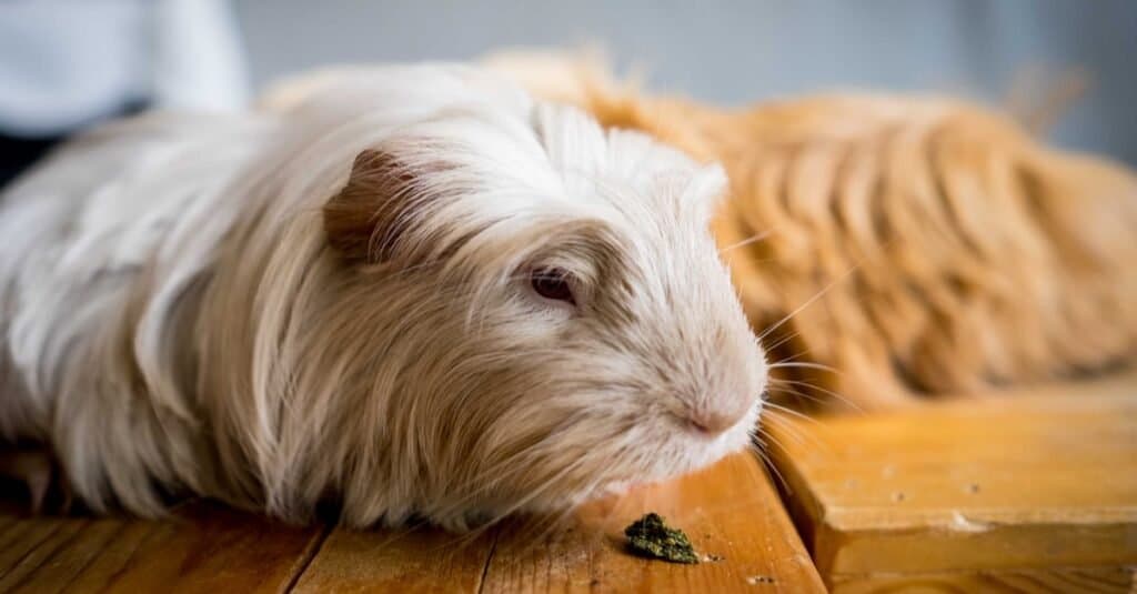 Oldest Guinea Pig