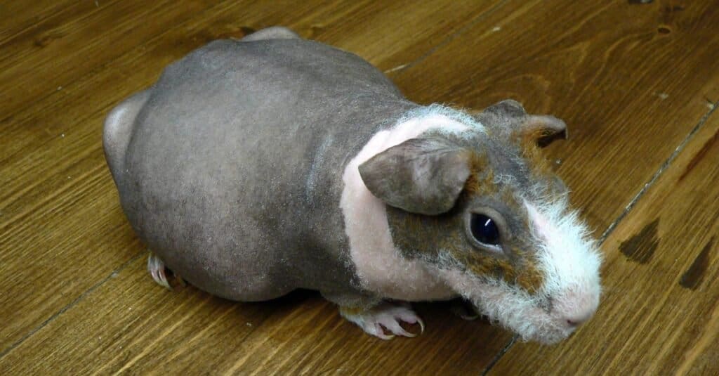 Pregnant Guinea Pigs