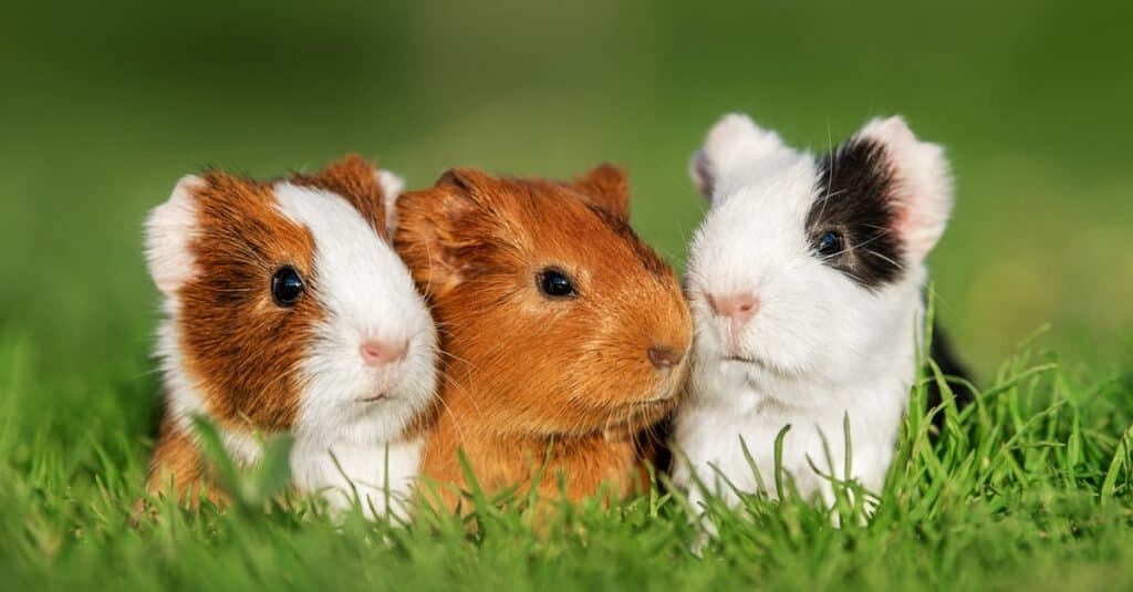 Different types of clearance hay for guinea pigs