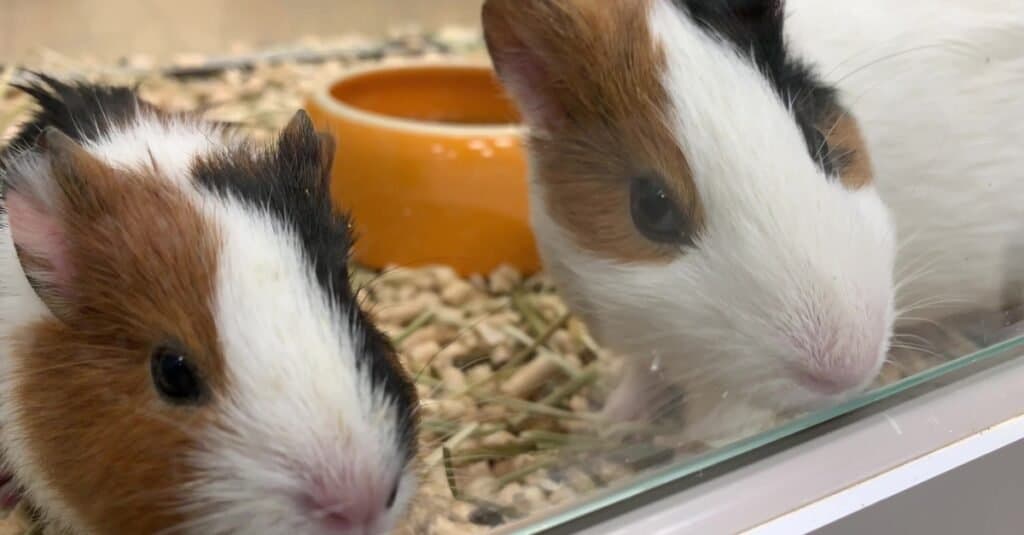 Places to adopt Guinea Pigs