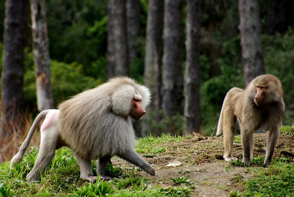 Do Baboons Recognize Gender Equality