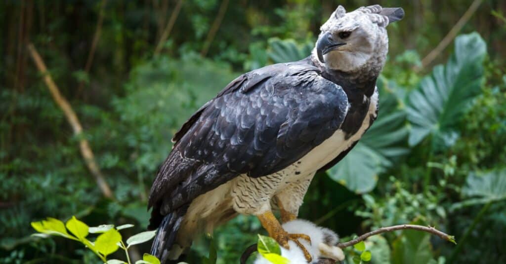 Harpy eagle looking back to the left