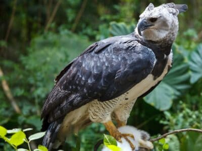 A 10 Incredible Harpy Eagles Facts