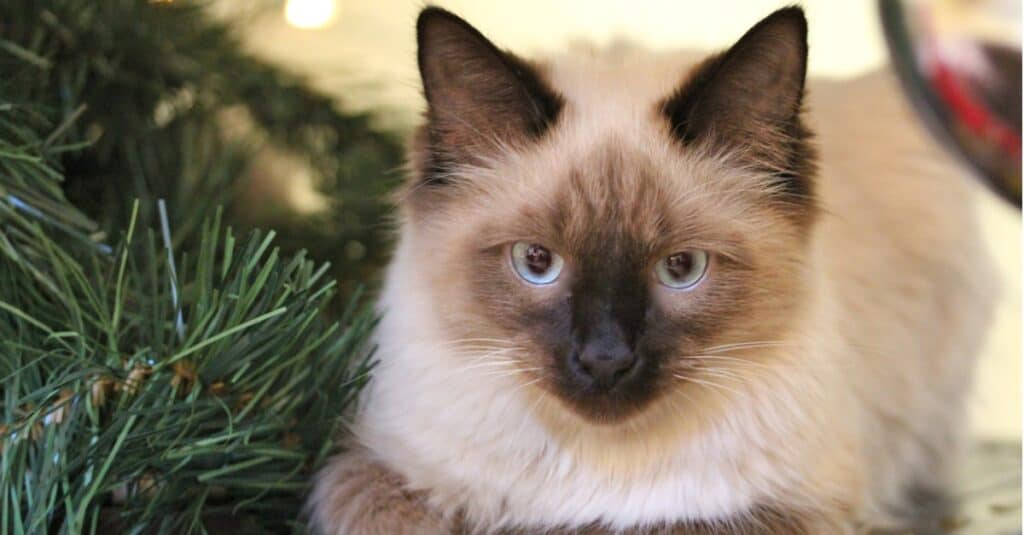 close up of a Himalayan