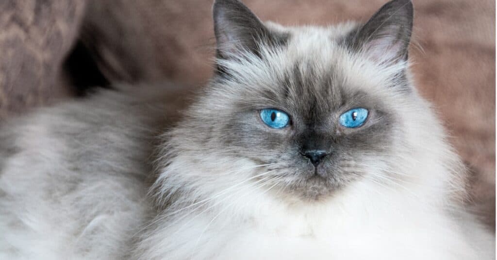 fluffy white cat blue eyes