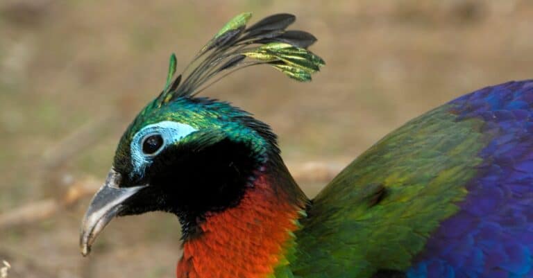 Birds with the craziest hair: Himalayan Monal