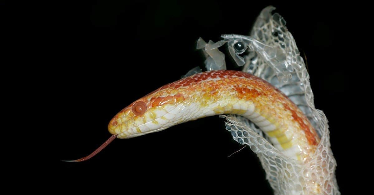 Molting Snake