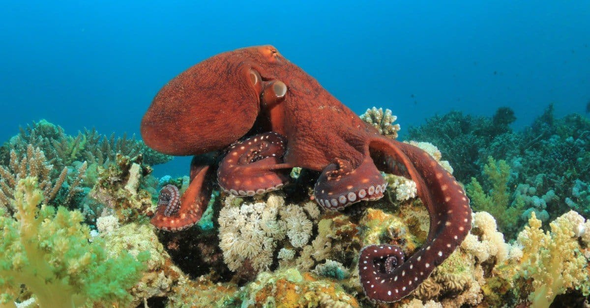 How Many Hearts Does an Octopus Have? - AZ Animals