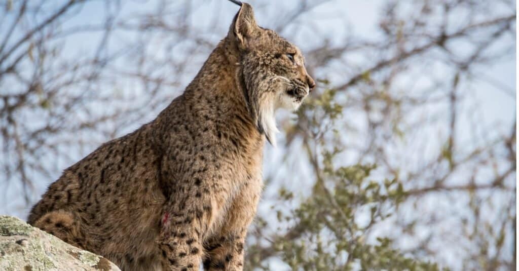 Iberian lynx sitting on a rock and looking out