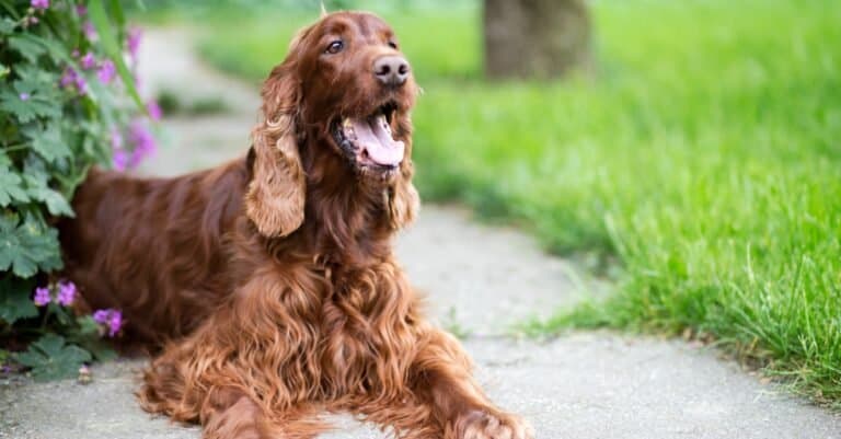 Dogs similar to golden retrievers - Irish Setter panting while laying outside