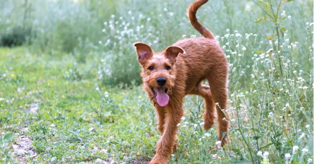 Irish Terrier running out of flower bush