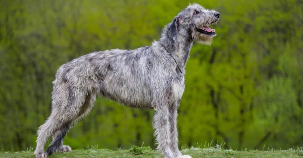 Irish Wolfhound vs Wolf