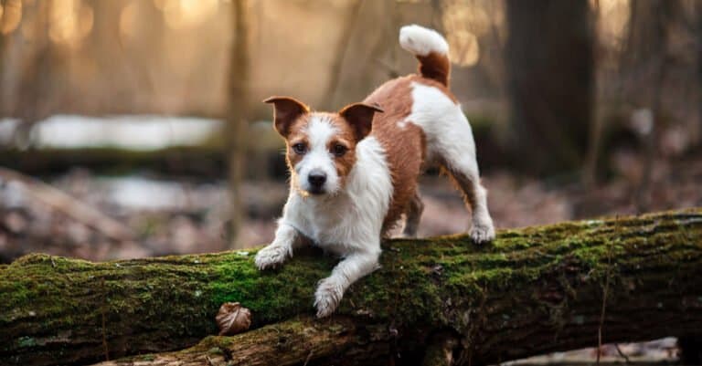 Jack Russel Terrier in downward dog position on tree limb