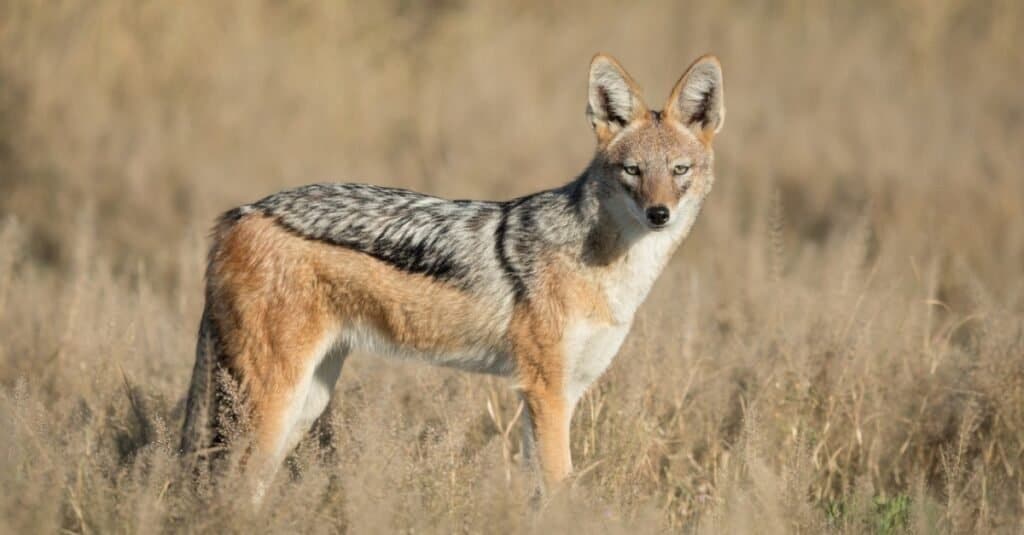 Jackal Animal Facts | Canis Aureus - AZ Animals