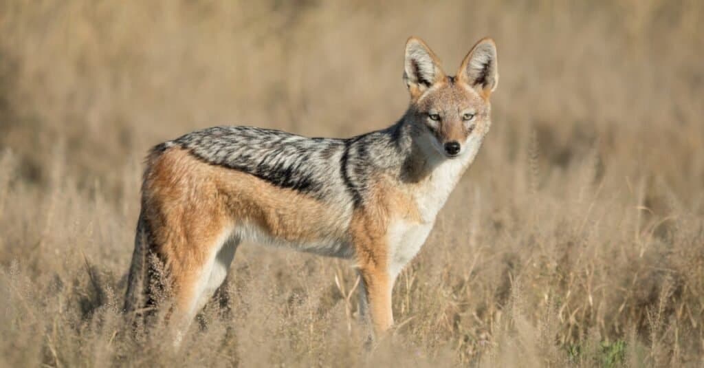 Jackal vs Coyote: Key Differences & Who Would Win in a Fight? - A-Z Animals