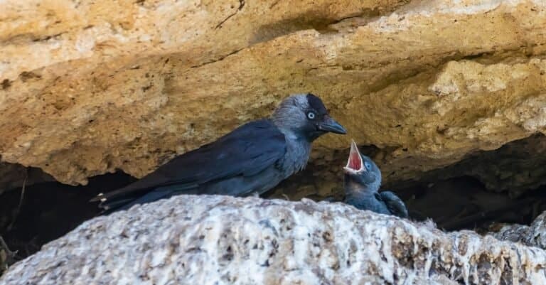 Western Jackdaw, Coloeus monedula, feeding its chick in the nest.
