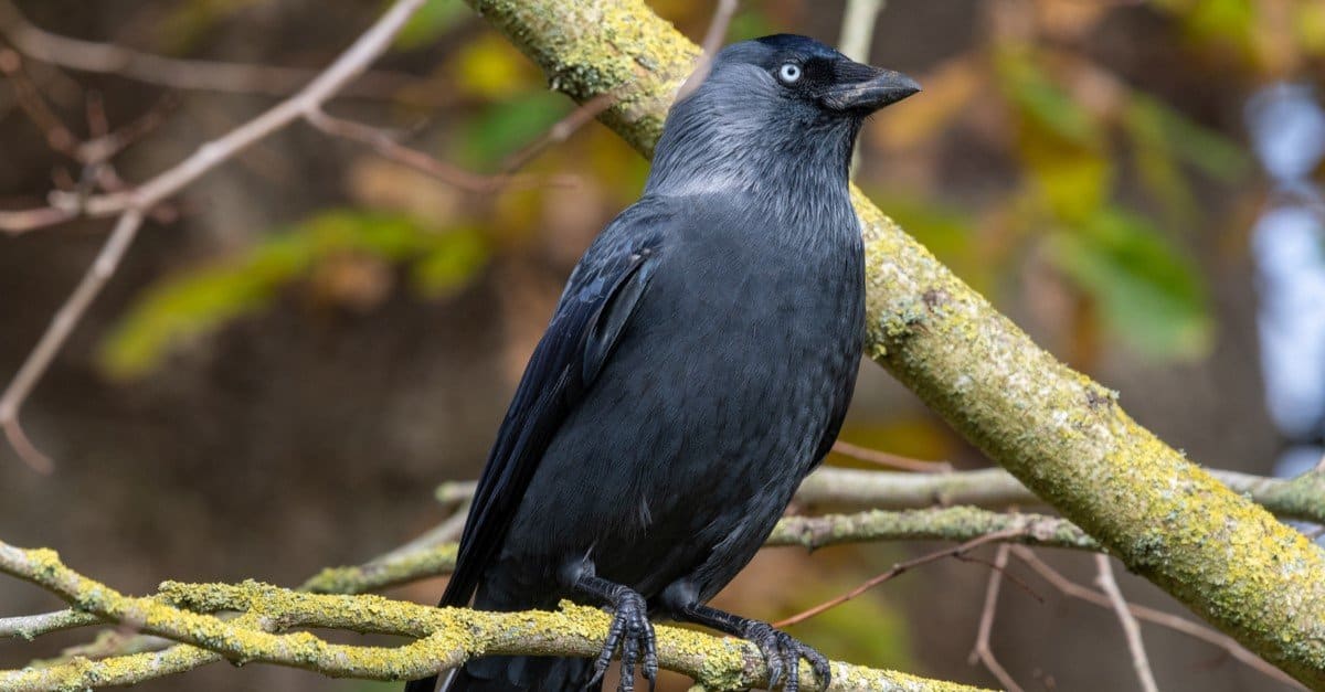 Jackdaw (Coloeus monedula) perching on a branch.