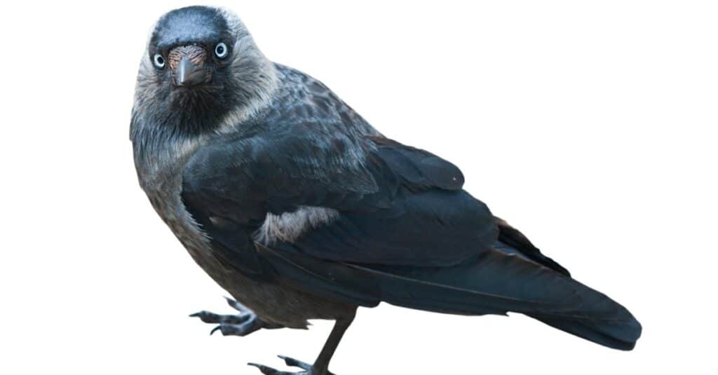 The western jackdaw (Coloeus monedula), isolated on white background.