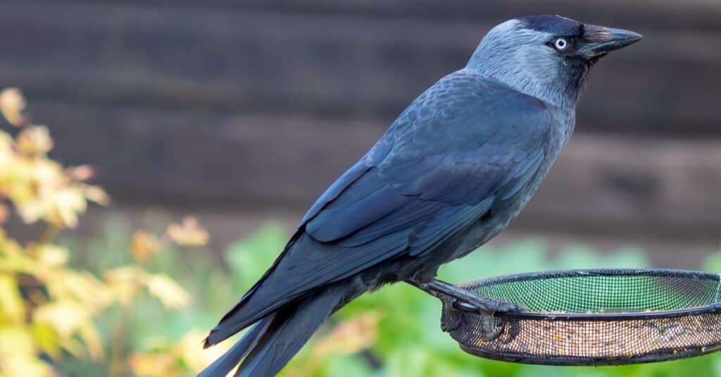 A split tailed Jackdaw sitting on a bird feeder.