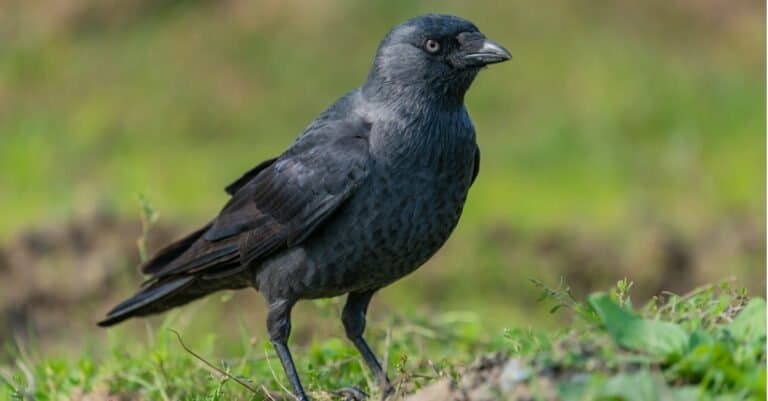 Western Jackdaw (Coloeus monedula) perched on grass