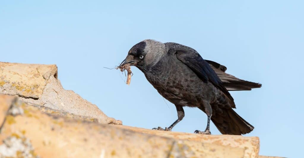 Western jackdaw (Coloeus monedula) with nesting material.