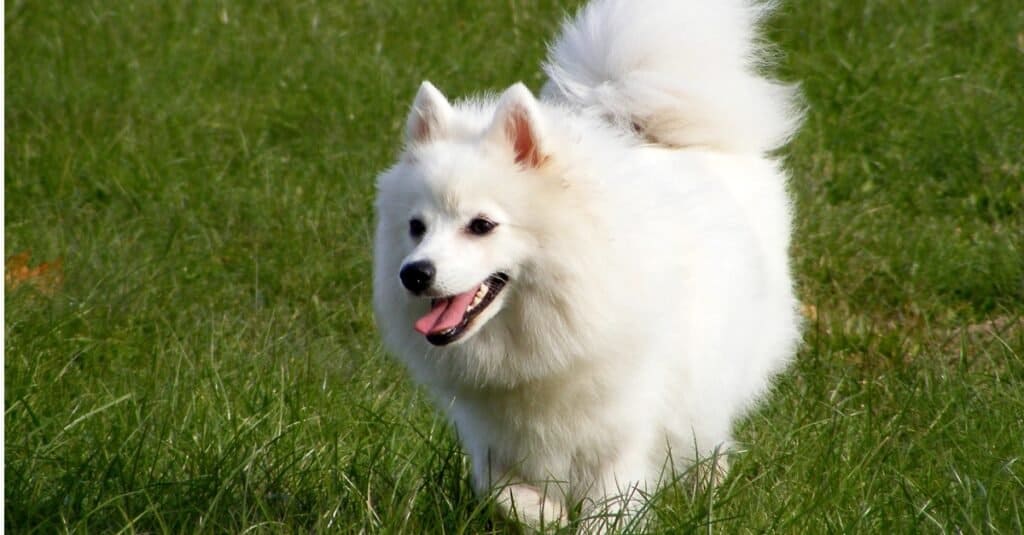 Japanese Spitz walking through the grass