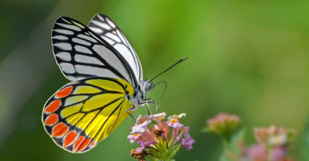 dragonfly vs butterfly