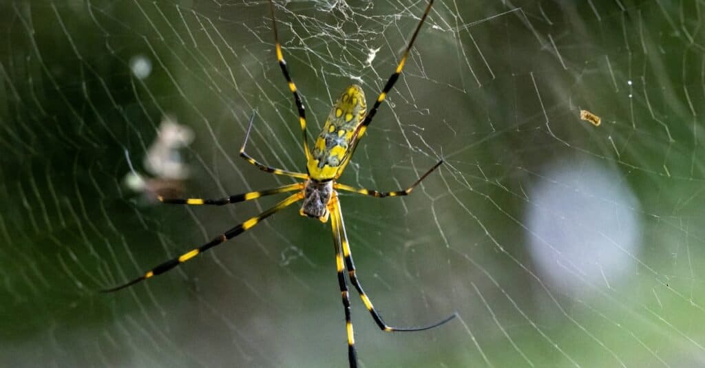 Joro spider in a web