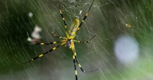Just How Big is the Joro Spider? Picture