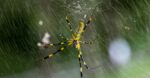 Joro spider in web