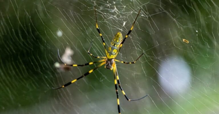 Joro spider in web