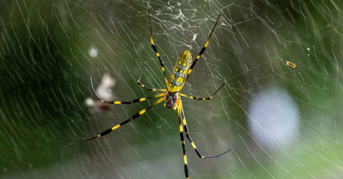 Large Asian Joro spiders are starting to populate across SC, other