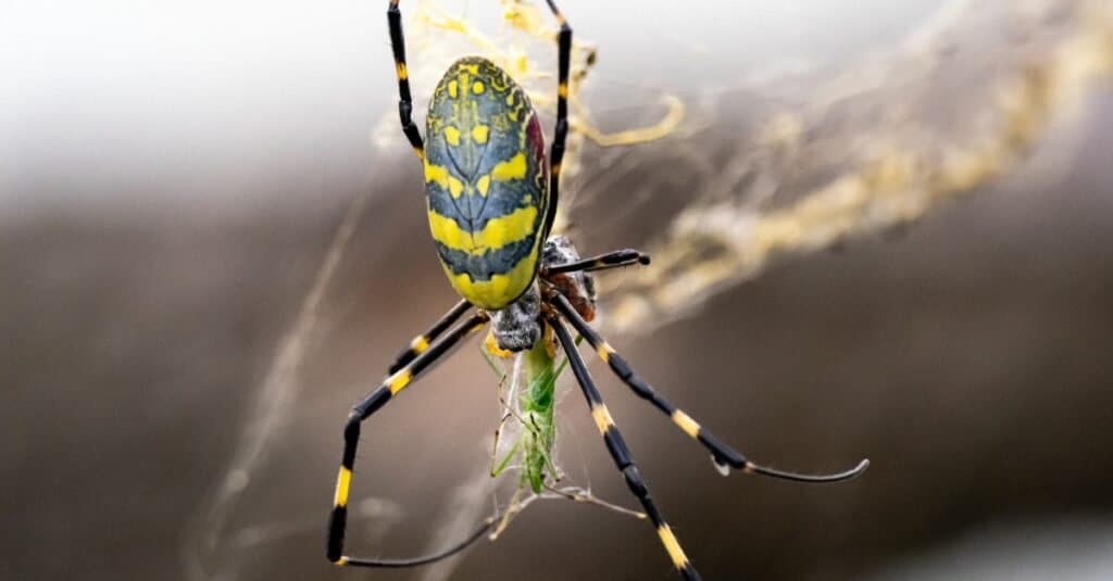 close up of a Joro spider