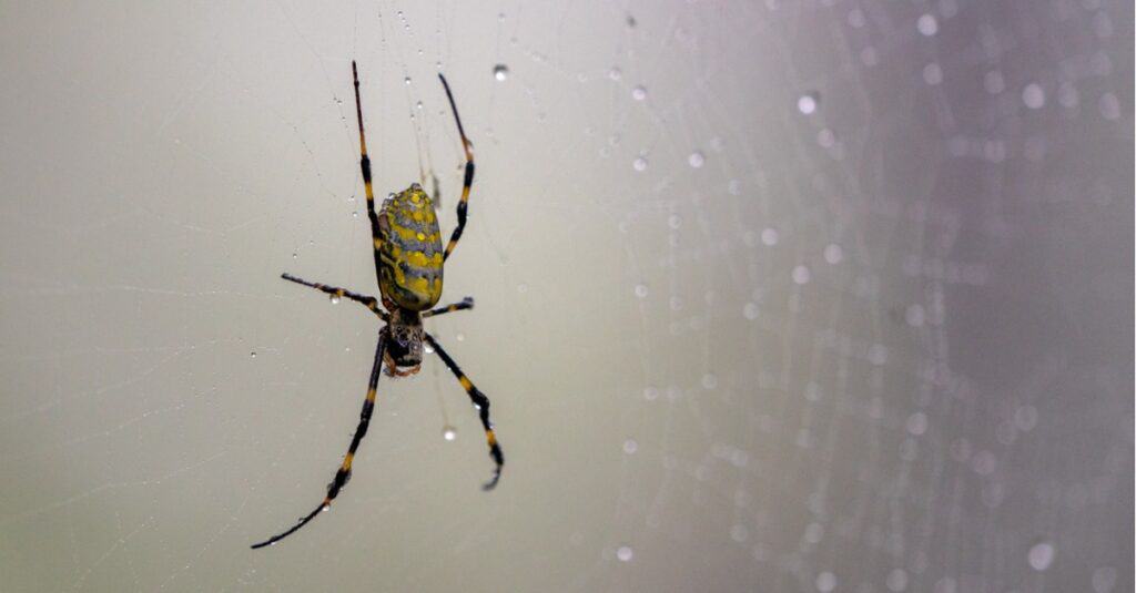 Joro spider in web with water drops on it