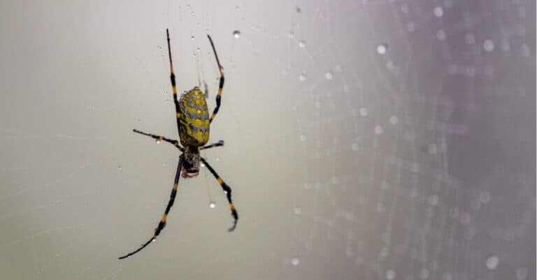 The Joro Spider Invasion Heads to East Coast and Shows No Signs of ...