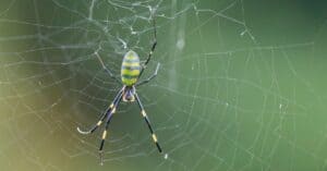 How to Map the Invasion of the Joro Spider in the US and Canada Picture