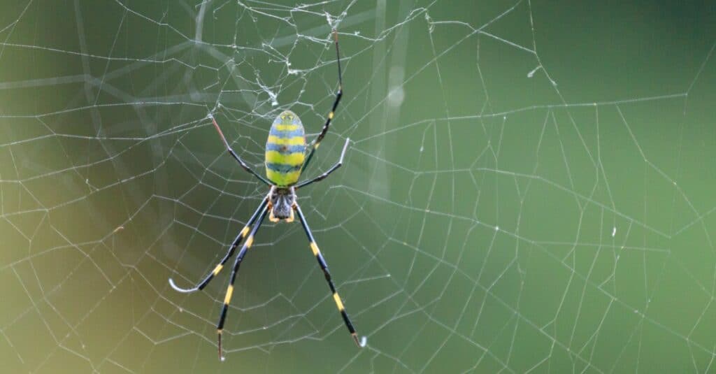 Joro spider in symmetrical web