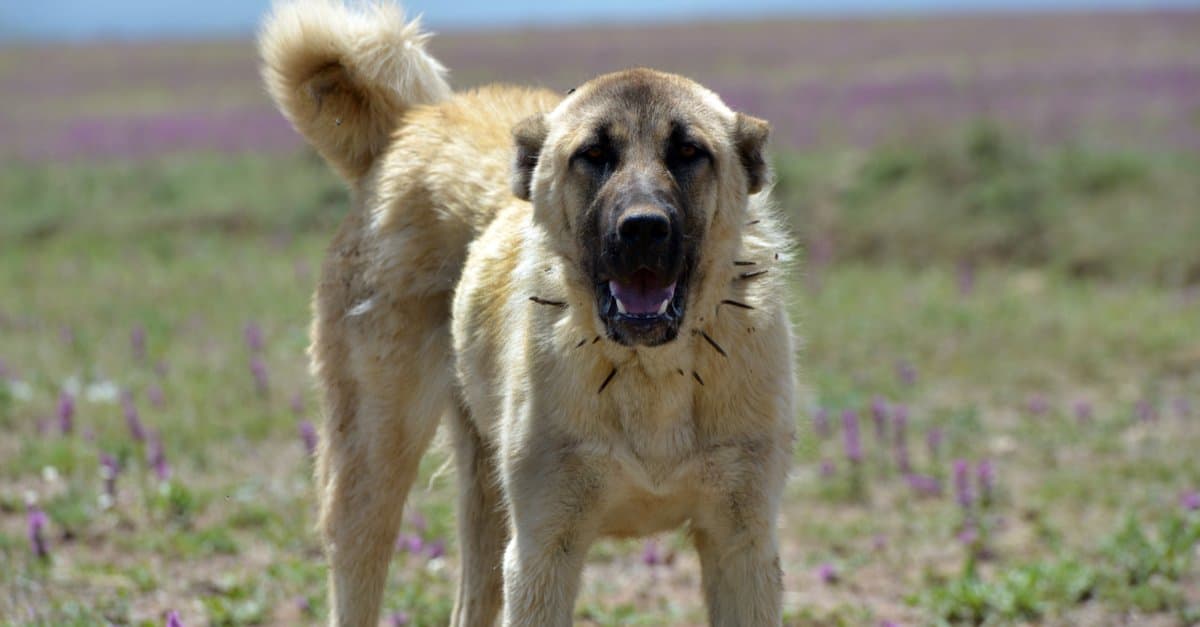 Kangal in field with something around the neck