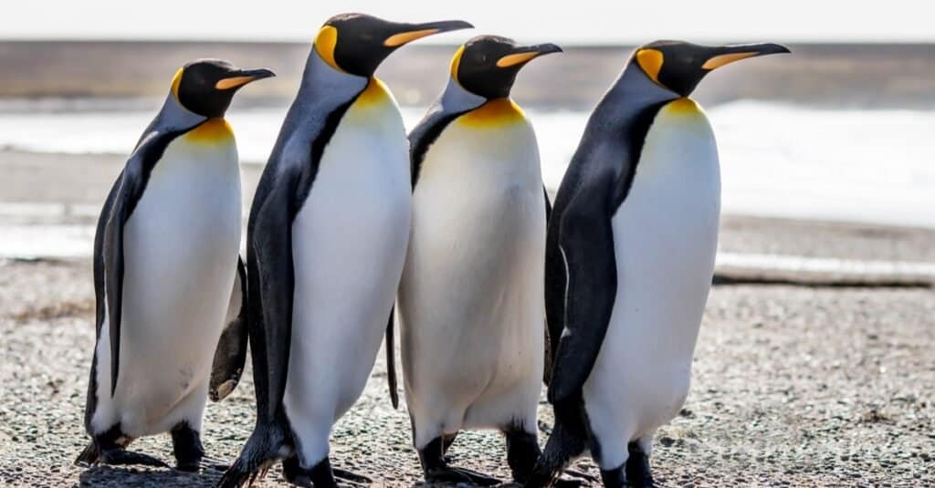 4 mostly black and white king penguins walk side-by-side along a beach.