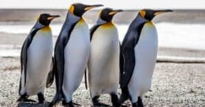 10 Incredible King Penguin Facts Picture