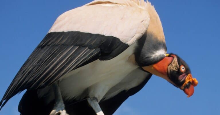 Birds with the coolest names: King Vulture