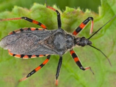 A Kissing Bugs