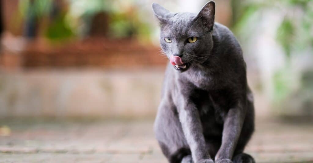 10 Grey Cat Breeds and Grey Cat Names - AZ Animals